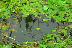 钓鱼：水深10几公分，朝天钩挂蚯蚓塞草洞，顶漂就是黄金鲫视频封面