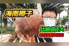 海边发现海南野生椰子，比我的脑袋还要大两倍，这个洞里藏着什么视频封面