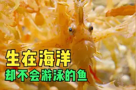 生在海洋却不会游泳的鱼，大多人都不知道的一种鱼视频封面