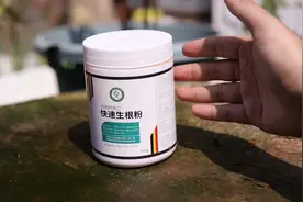 养花不生根怎么办？园艺师教你，用快速生根粉，生根速度大大增加