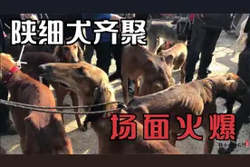 陕西细犬协会聚会，各家精品细犬齐聚场面火爆，顶级猎犬不容错过