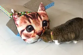 用猫咪照片定制了一款抱枕，喵看到后的反应，真是傻得可爱