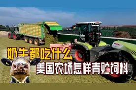 美国的奶牛都吃啥？美国农场制作青贮饲料的故事，美国农场生活