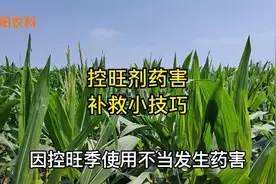 玉米控旺剂用量大控旺过度，做好这两点，很快就能恢复正常生长