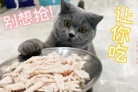 铲屎官抢猫咪最爱的鸡胸肉，猫会有怎样的反应？这结果谁猜得到视频封面