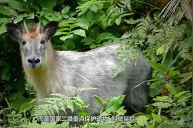 男子在竹林里发现一匹“马”，激动拍下照片，得知真相后一阵后怕视频封面