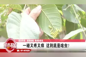 核桃树爬满虫，村民一碰又疼又痒，昆虫专家：解毒方法很特别视频封面