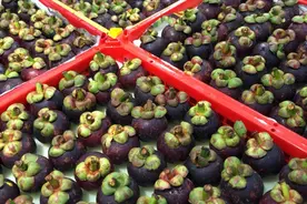 原来剥山竹这么简单，顶部有个“小机关”，掰一下就能吃到果肉了