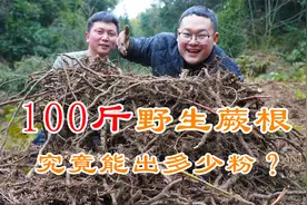用100斤野生蕨根做蕨根粉，历时5天，千锤百炼，看看能出多少粉？