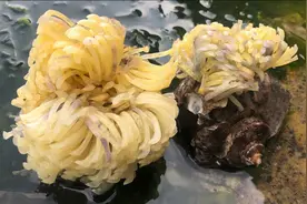 大洋赶海无人区猫眼螺泛滥成灾，第一次见到海螺产卵，太难得了