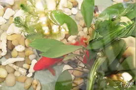 三个皮皮酱：永远不知道下一秒会发生什么，人生处处是惊喜（上）