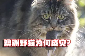 野猫成灾：为啥猫咪在澳洲成了入侵物种？猫给澳洲带来了哪些灾难视频封面