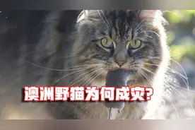 野猫成灾：为啥猫咪在澳洲成了入侵物种？猫给澳洲带来了哪些灾难视频封面