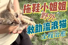 温柔小姐姐救助路边一动不动的流浪小狸花猫,医治后收养回家视频封面