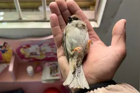 麻雀每天飞到家里来偷吃也就算了，总是找不到门飞出去，太笨了吧视频封面