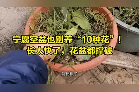 空盆也别养10种花！长太快了，花盆都撑破视频封面