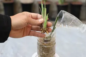 记住这一招，就能让无根的兰花老芦头疯狂长新根视频封面