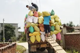 江西农村卖稻谷，105元一百斤稻谷，这价格卖亏了吗？