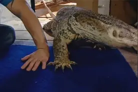 欧洲最大的黑喉巨蜥，身长2.1米，居然被他养在家里