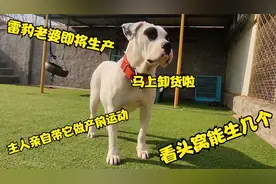 雷豹老婆球球即将生产，主人亲自带它做产前运动，看头窝能生几个