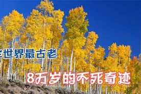 全世界最古老的树，8万岁的不死奇迹，它是最接近长生不老的生物视频封面