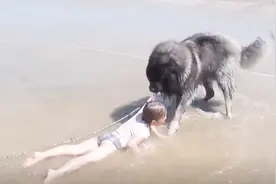 为什么人被狗追的时候，只要人一蹲下来狗马上就会跑了？