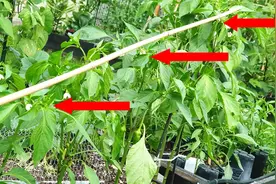 辣椒打顶，掐尖生长对比，差别太大了，这两种情况最适合视频封面