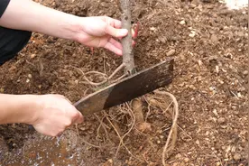 想要橡皮树越长越旺，给它换盆时这一刀不能省视频封面