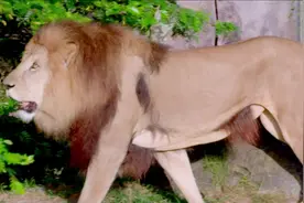 大猫竞技：猎豹、老虎、狮子挑战赛，究竟谁才是称霸草原的王者视频封面