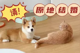 奶猫奶狗的高萌时刻，关系好到能原地结婚！视频封面