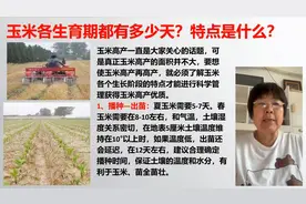 干货！玉米想丰收必看！玉米各生育期都有多少天？特点是什么？