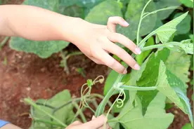 种南瓜，只要这样做，再硬的黄泥土也能挂满瓜视频封面