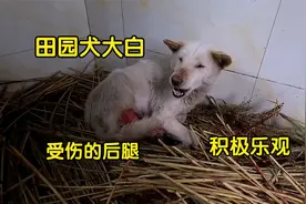 中华田园犬大白，狗狗出去玩不小心中了陷阱，后腿受伤了好心疼！视频封面