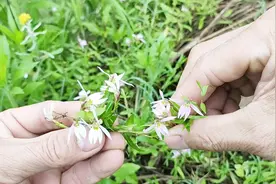 你认识半边莲吗？农村到处都是，它的药用价值很高，来认识一下吧视频封面
