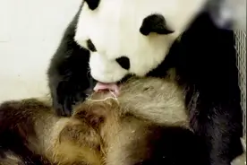 点赞！旅欧熊猫又当妈 喜获龙凤胎 比利时举国庆贺