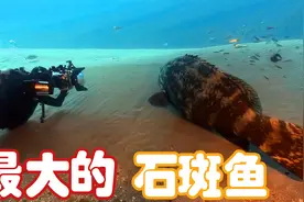 世界上最大的石斑鱼你知道有多大吗视频封面