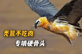 秃鹫不吃肉 专啃硬骨头，一根8斤重的骨头，看它如何吞下