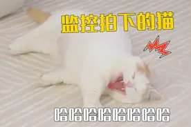 主人回老家了，监控拍下的猫居然这么开心！视频封面