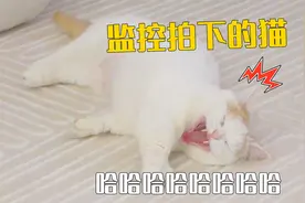 主人回老家了，监控拍下的猫居然这么开心！视频封面