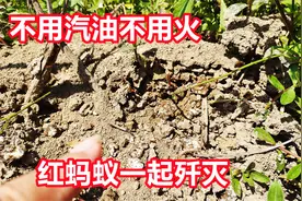 消灭红蚂蚁有技巧，不用汽油不用药，方法简单便捷效果好