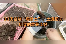 原来自制“腐叶土”这么简单，只需一个水桶，土壤肥沃，比买的好