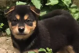 土狗也要选“颜值”，两款土狗选颜色，标准的田园犬