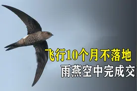 “无脚鸟”雨燕，可以飞行10个月不落地，就连交配也在空中完成视频封面