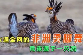 火遍全网的"非洲烫脚舞"，原创竟是一只鸡，连造型都谜之相似！视频封面