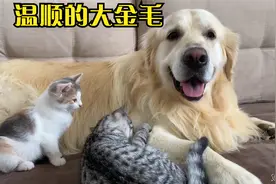 温顺的大金毛，陪着两只小猫咪成长！太有爱了