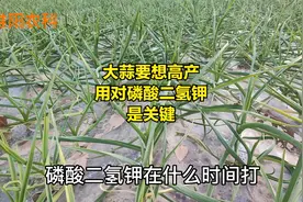 大蒜打磷酸二氢钾有技巧，在这四个时期喷施，效果好增产最显著视频封面