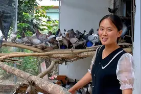 蚌埠：养了100只鸽子，先杀两只红烧吃，鸽子肉果真香嫩视频封面