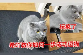 小姐姐一步教你成功逗猫！你学会了吗？