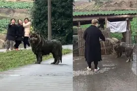 狗狗回村过年追鸡掉进粪坑，被主人疯狂怒斥：洗3小时都没洗干净视频封面