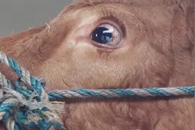 老人说遇见下跪流泪的牛不能杀，这是为什么呢？视频封面